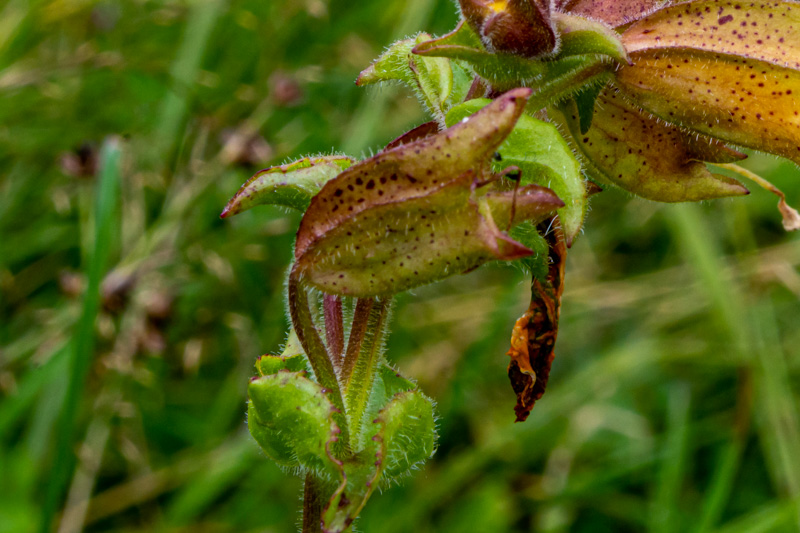 Erythranthe guttata = minulus guttatus  (Phrymaceae)